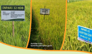 padi_sawah_tadah_hujan_3