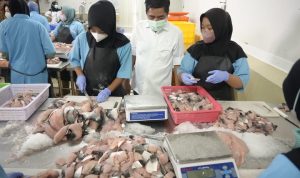 sistem-rantai-dingin-jamin-ikan-yang-dipasok-ke-dapur-mbg-berkualitas (1)