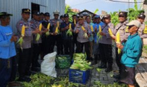 Polres Pelabuhan Tanjung Perak menggelar panen jagung manis di lahan pertanian Kelurahan Tambak Wedi, Kecamatan Kenjeran.
