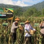 Polres Pacitan Polda Jatim bersama petani dan pejabat setempat melaksanakan panen jagung bersama.