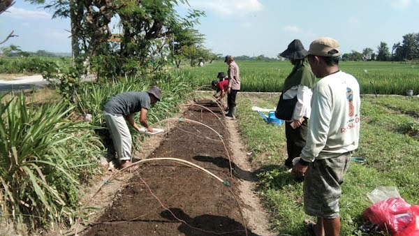 Pembenihan yang dilakukan oleh kelompok tani tembakau guna peremajaan lahan. (Foto: Achmad Zunaidi/serayunusantara.com)