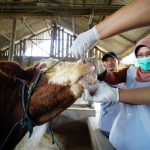 Petugas DKPP melakukan pemeriksaan langsung ke kandang-kandang ternak guna memastikan hewan yang akan dijadikan kurban dalam kondisi sehat dan memenuhi syarat usia.