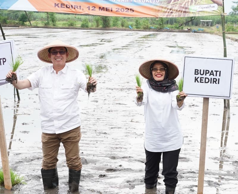 Kegiatan tanam padi di Kabupaten Kediri.