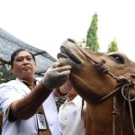 Pemkot Surabaya intensif melakukan pemeriksaan kesehatan hewan kurban di berbagai titik lapak penjualan. (Foto: Dok. Pemkot Surabaya)