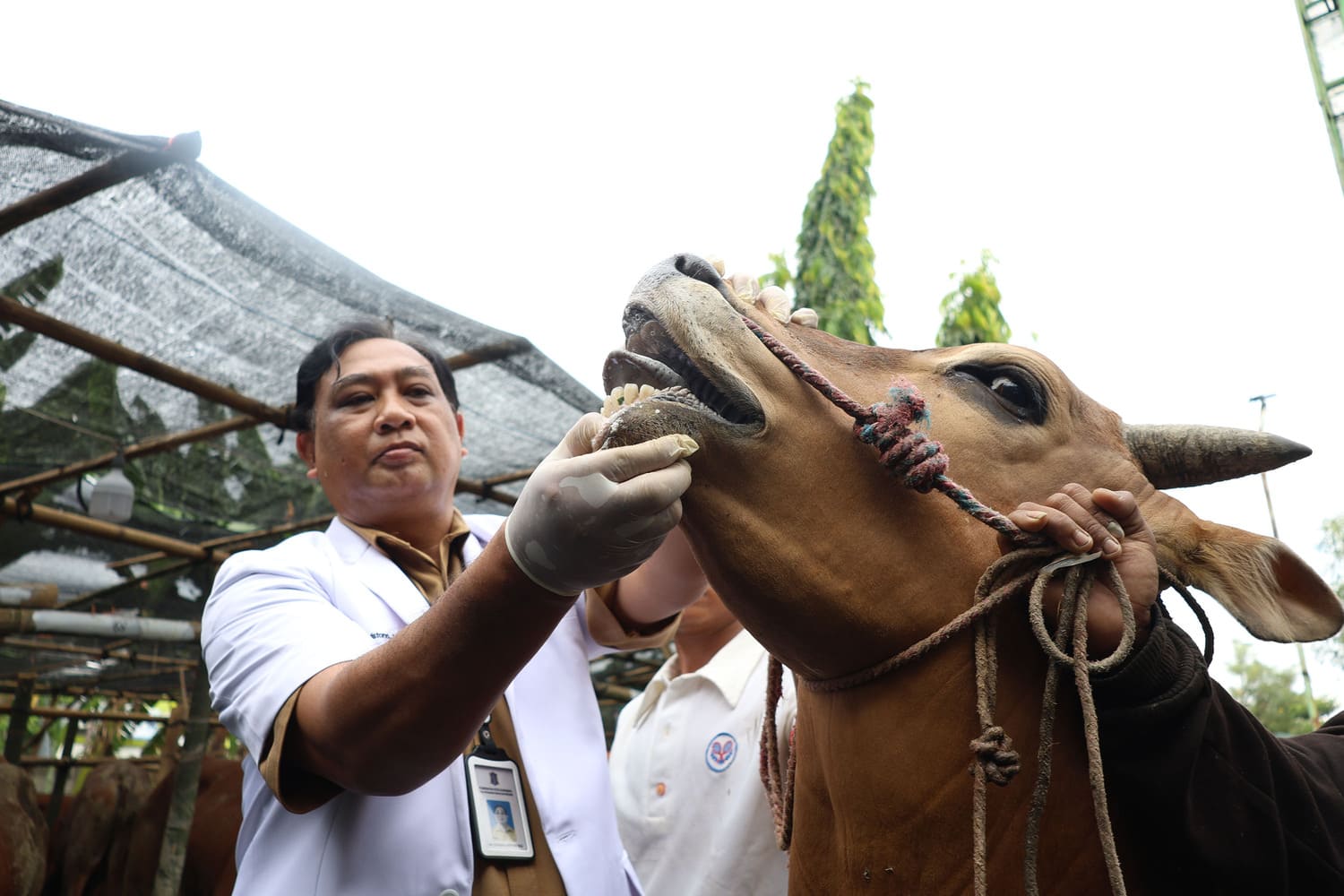 Pemkot Surabaya intensif melakukan pemeriksaan kesehatan hewan kurban di berbagai titik lapak penjualan. (Foto: Dok. Pemkot Surabaya)