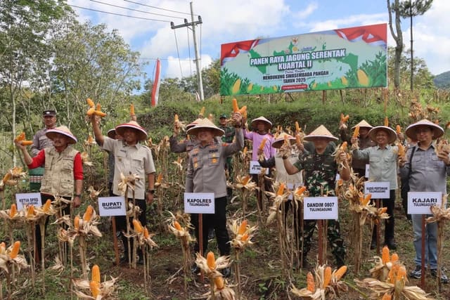 Polres Tulungagung mengadakan kegiatan panen jagung massal kuartal II tahun 2025. (Foto: Polres Tulungagung)
