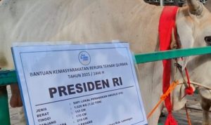 Dalam rangka Idul Adha 1446 H, Presiden Prabowo Subianto menyumbangkan sapi qurban jenis Peranakan Ongole (PO) dengan berat mencapai 1.020 kg ke Masjid Nasional Al-Akbar Surabaya (MAS).