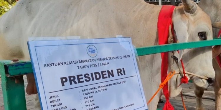 Dalam rangka Idul Adha 1446 H, Presiden Prabowo Subianto menyumbangkan sapi qurban jenis Peranakan Ongole (PO) dengan berat mencapai 1.020 kg ke Masjid Nasional Al-Akbar Surabaya (MAS).
