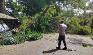 polisi-membantu-mengevakuasi-pohon-tumbang-di-jalan-utama-kabupaten-blitar-1769316364021_169