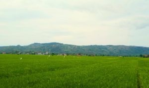 Sawah Tulungagung
