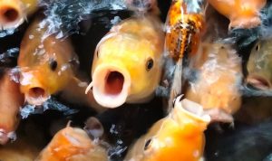 a0752a23-bc9d-4e3d-83c8-13008d6988db