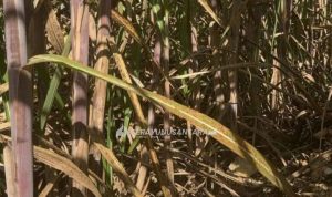 serayunusantara.com-gambar-