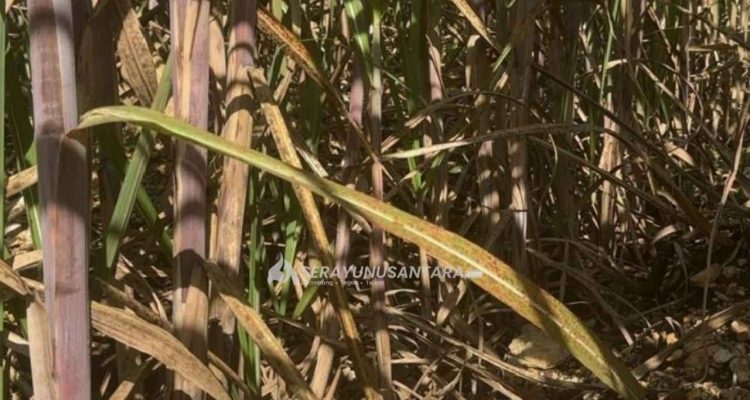 serayunusantara.com-gambar-